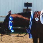 Learn to Half-Halt in 3 Days