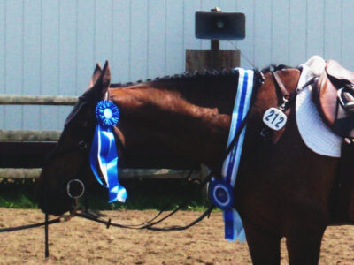 Learn to Half-Halt in 3 Days