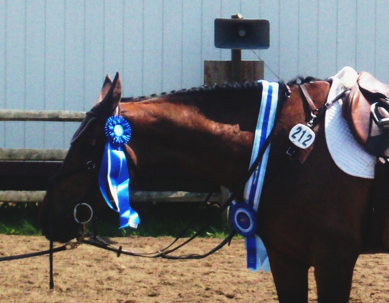 blue ribbon winner blue ribbon winner