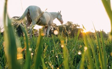white horse on grassy meadow